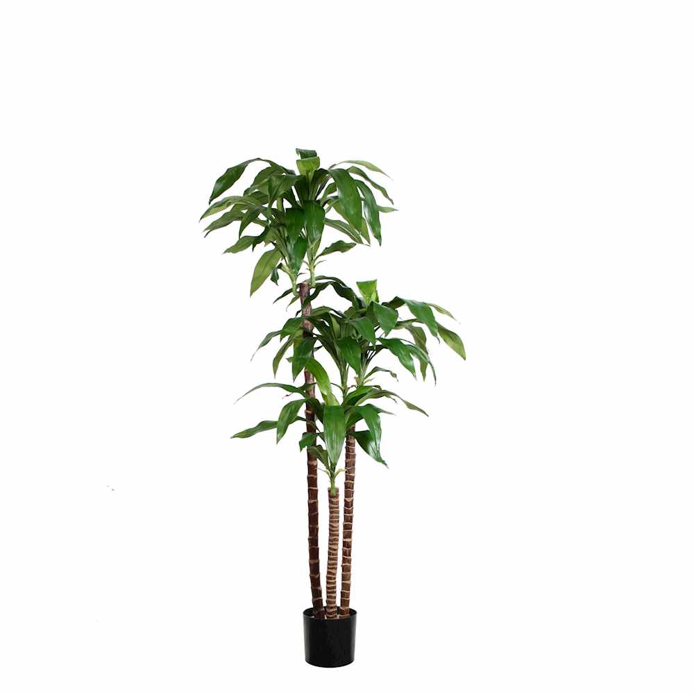 P1717-DRACAENA PLANT