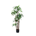 P1717A-DRACAENA  FRAGRANS CORN PLANT