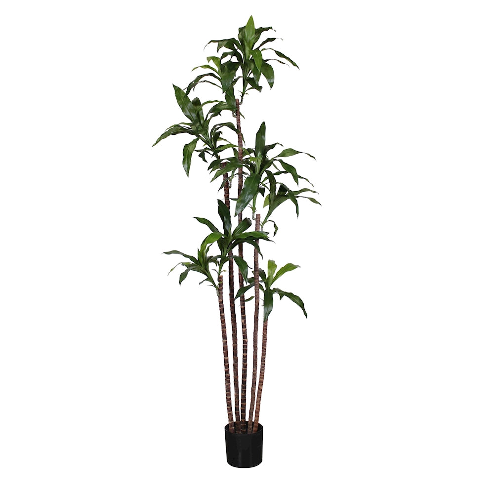 P1717A-DRACAENA  FRAGRANS CORN PLANT