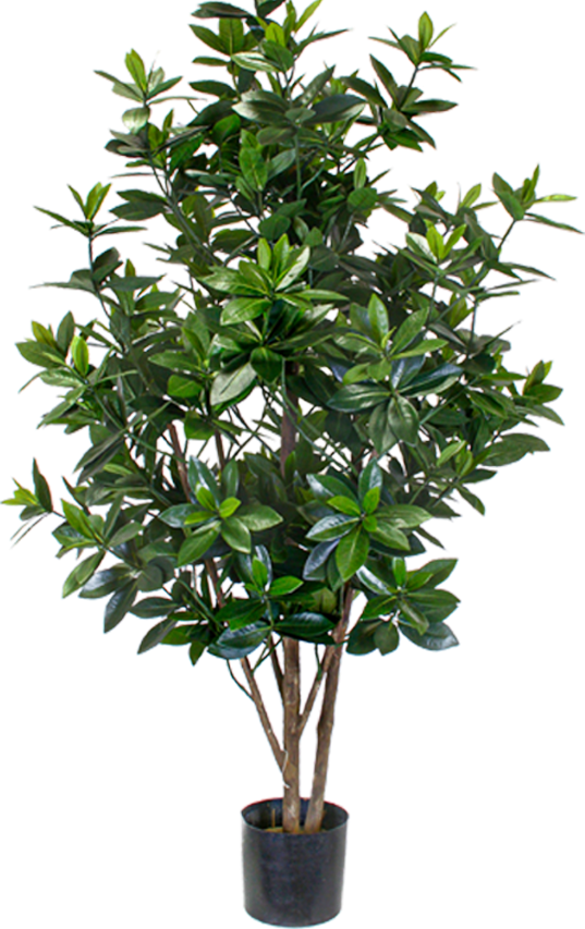 P1719-SWEET LINK TREE