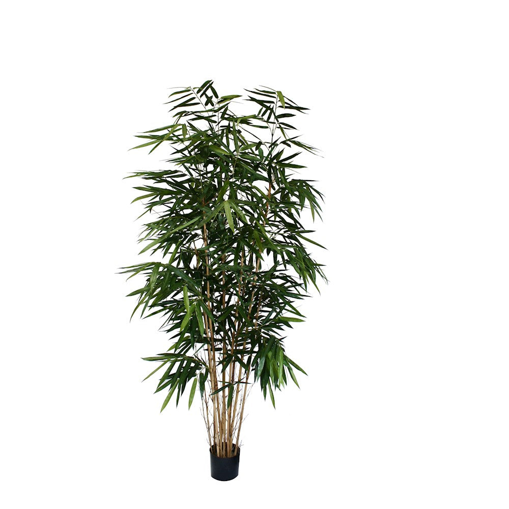 P1730-PANDA BAMBOO TREE