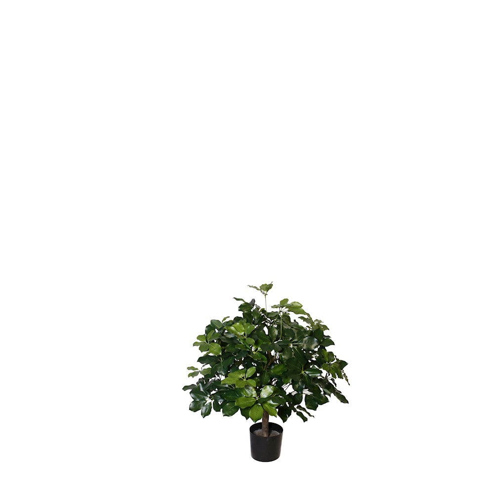 P1742-BRAZILIAN SCHEFFLERA PLANT