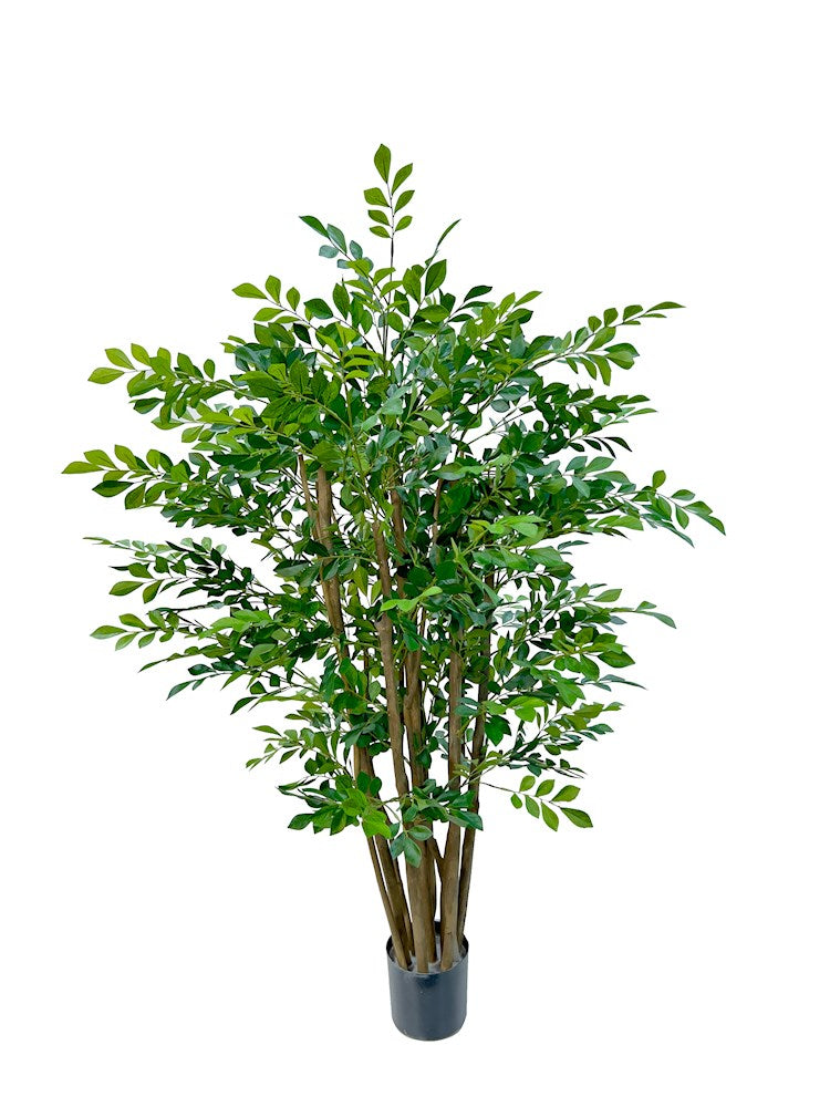 P1751-MURRAYA TREE