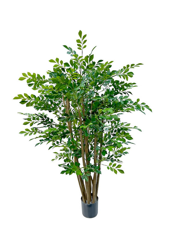 P1751-MURRAYA TREE