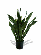 P1753- BRAZILIAN SANSEVIERIA