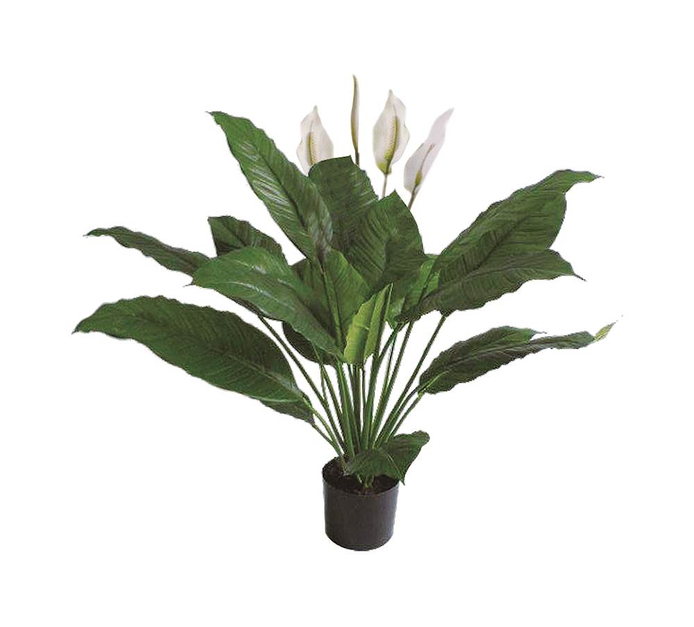 P1775-SPATHIPHYLLUM BUSH