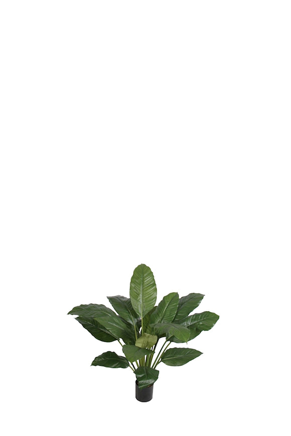 P1775-SPATHIPHYLLUM BUSH