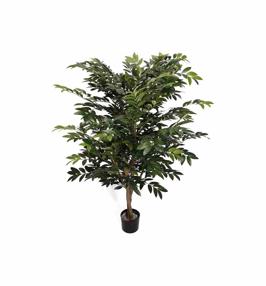 P1787-ASIAN RUSCUS TREE