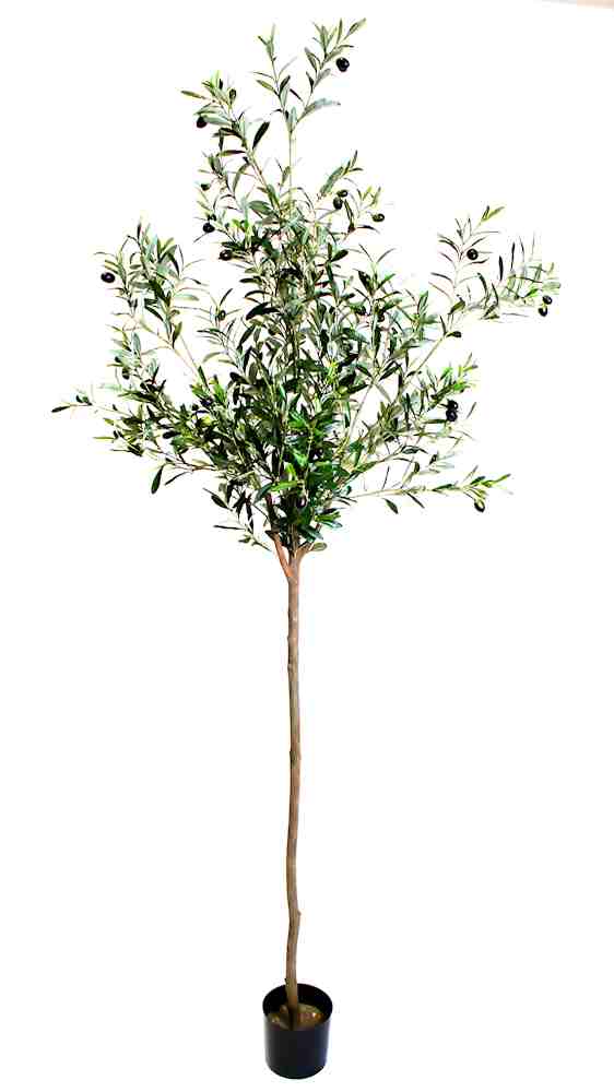 P1789-OLIVE TREE