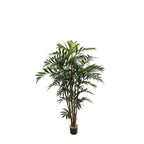 P1796-NEW BAMBOO PALM