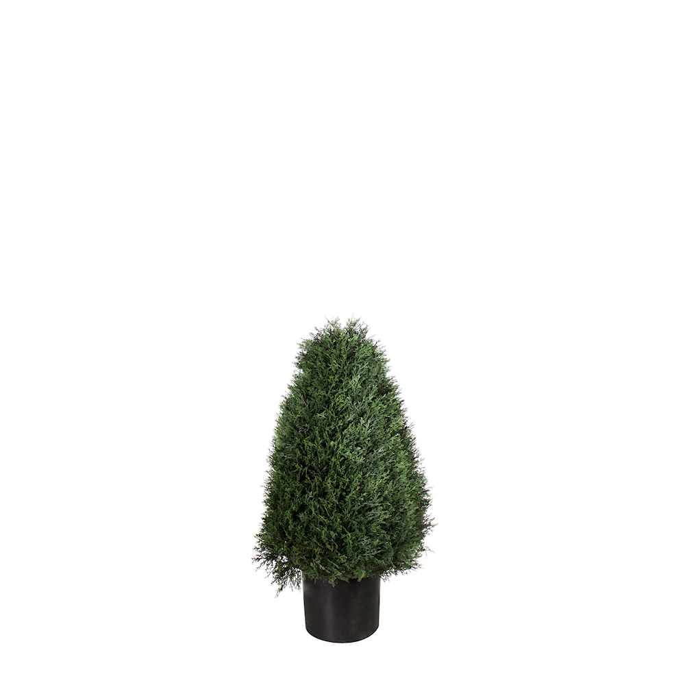 P3021-POND CYPRESS TOPIARY