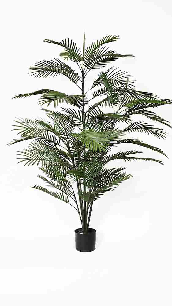 P3031-ARECA PALM