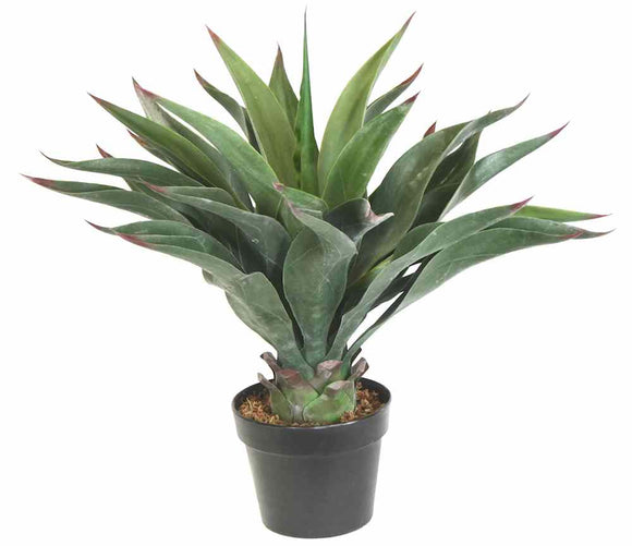AGAVE PLANT