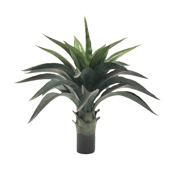 P3501N-AGAVE PLANT