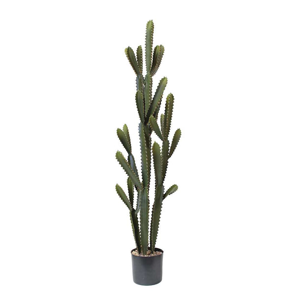 P6102-SILVER CACTUS