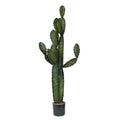 P6103-CACTI