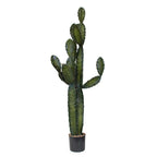 P6103-CACTI