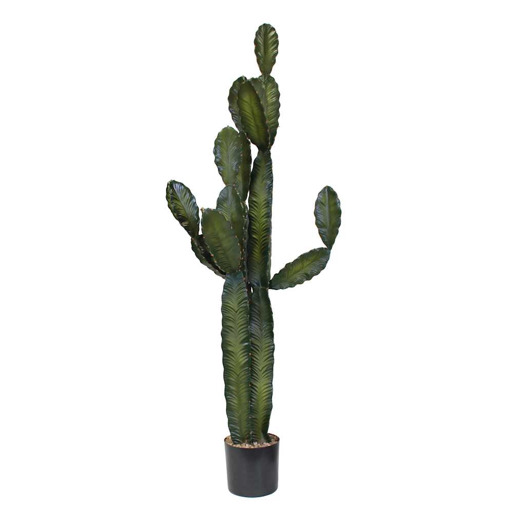 P6103-CACTI