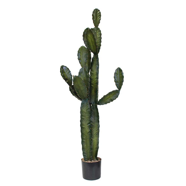 P6103-CACTI