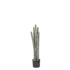 P6104-COLUMNAR CACTI
