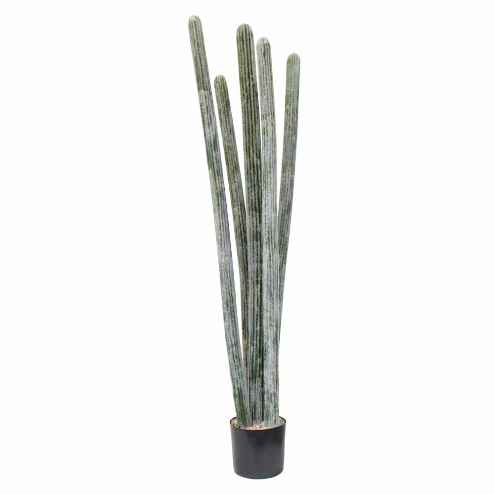 P6104-COLUMNAR CACTI