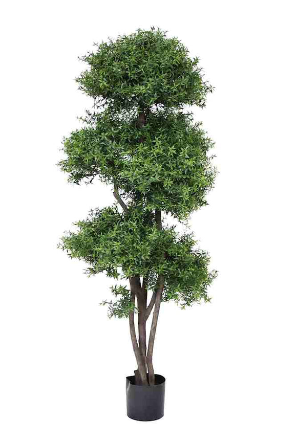 PP4039-TEA LEAF TREE