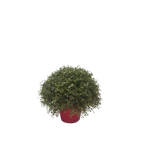 PP4041B -  PTD BABY TEAR DROP BALL X 42