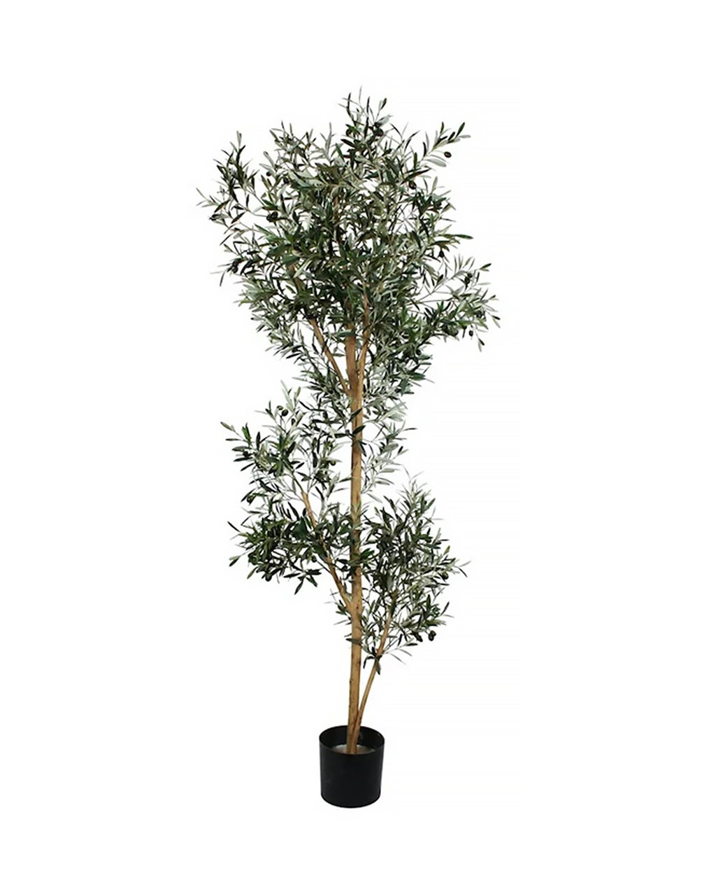 P1666-ITALIAN OLIVE TREE