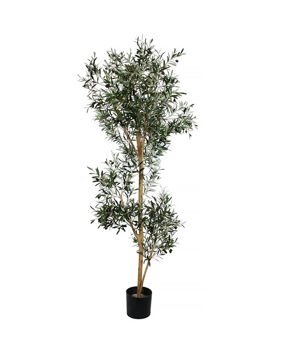 P1666-ITALIAN OLIVE TREE