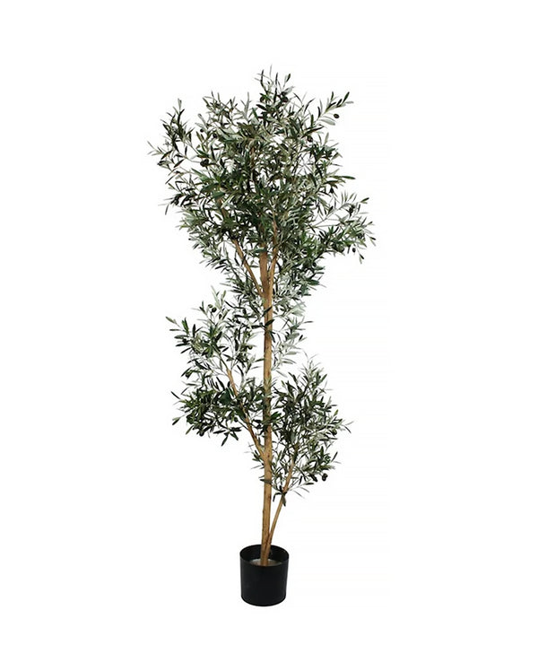 P1666-ITALIAN OLIVE TREE