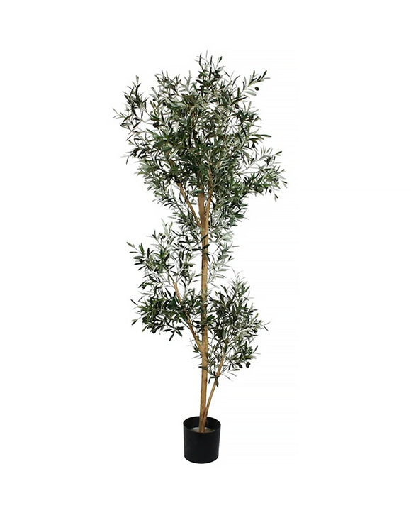 P1666-ITALIAN OLIVE TREE