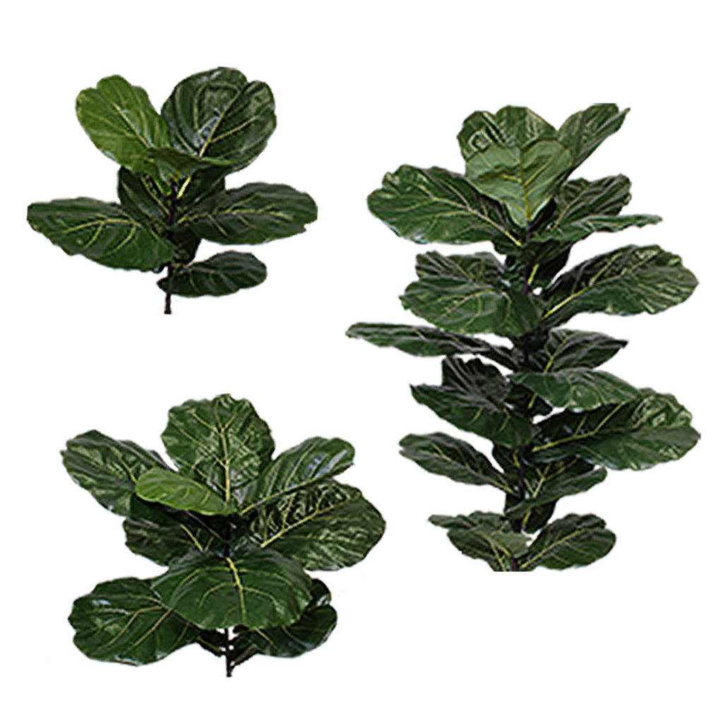 BRAZILIAN FIDDLE LEAF SPRAY