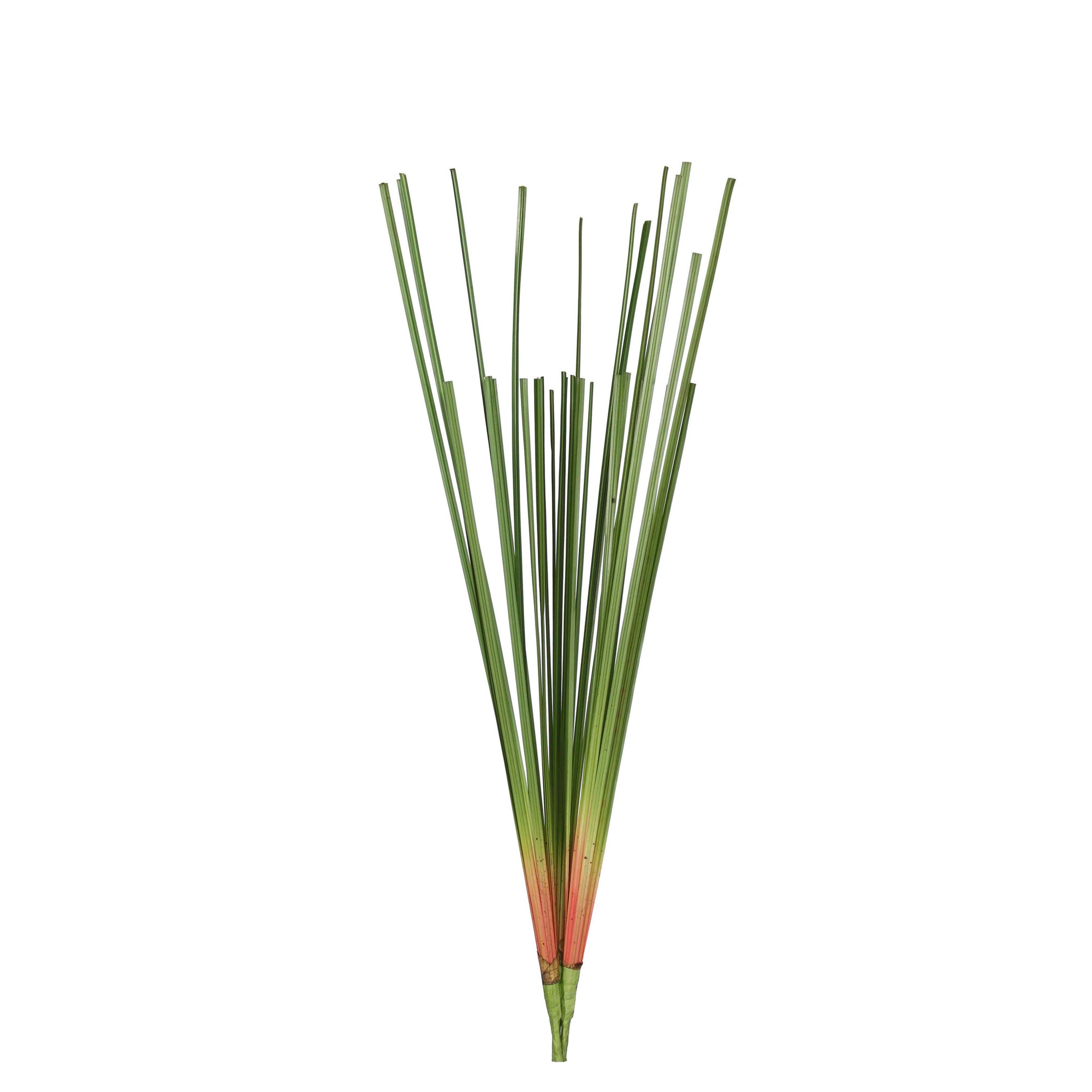 A3026 - CATTAIL LEAVES