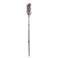 A5134-BROOMHORN STEM DARK BROWN