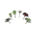 A7105-MIXED SUCCULENTS SET