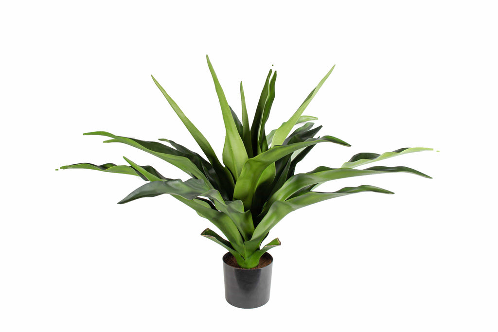 P1684-2.5 -  PTD CRINUM PLANT W/22LVS