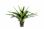 P1684-2.5 -  PTD CRINUM PLANT W/22LVS