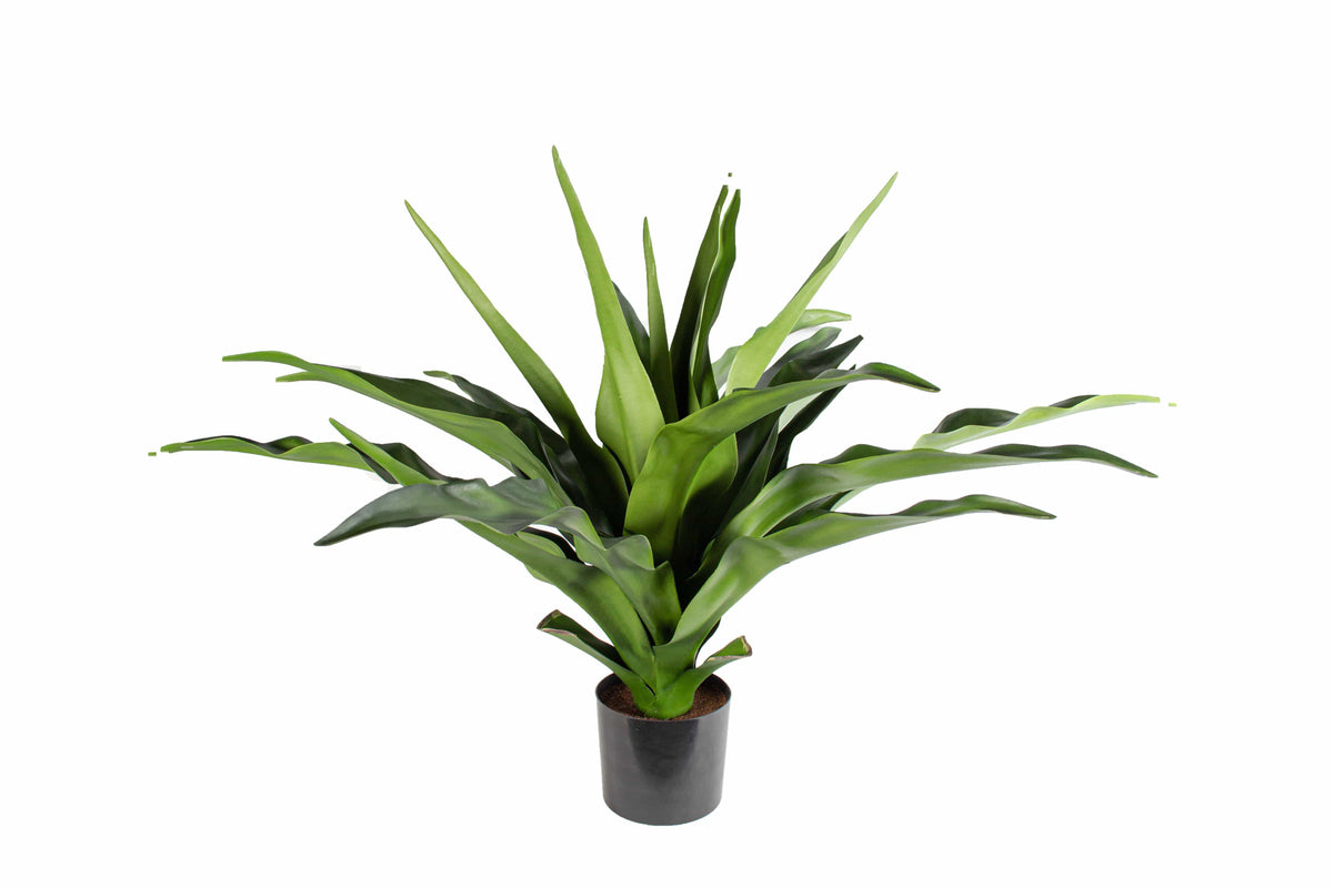 P1684-2.5 -  PTD CRINUM PLANT W/22LVS