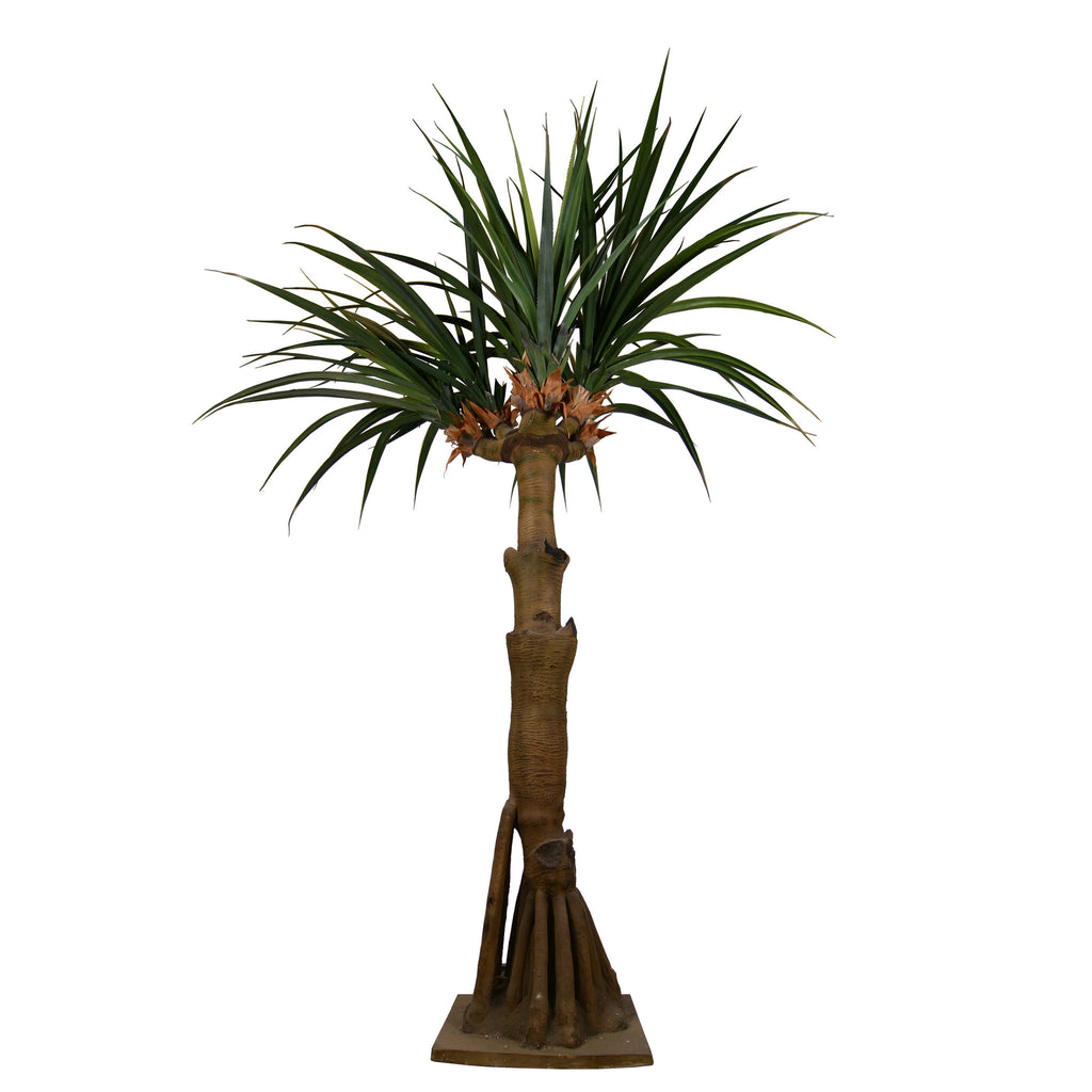 AT1522 - AUSTRALIAN DRACAENA