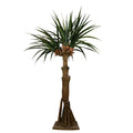 AT1522 - AUSTRALIAN DRACAENA
