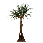 AT1522 - AUSTRALIAN DRACAENA