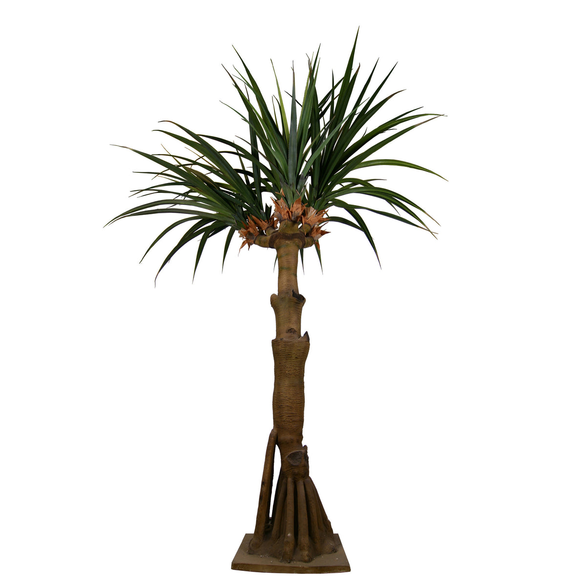 AT1522 - AUSTRALIAN DRACAENA