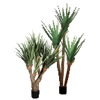 AT1524 - PANDANUS