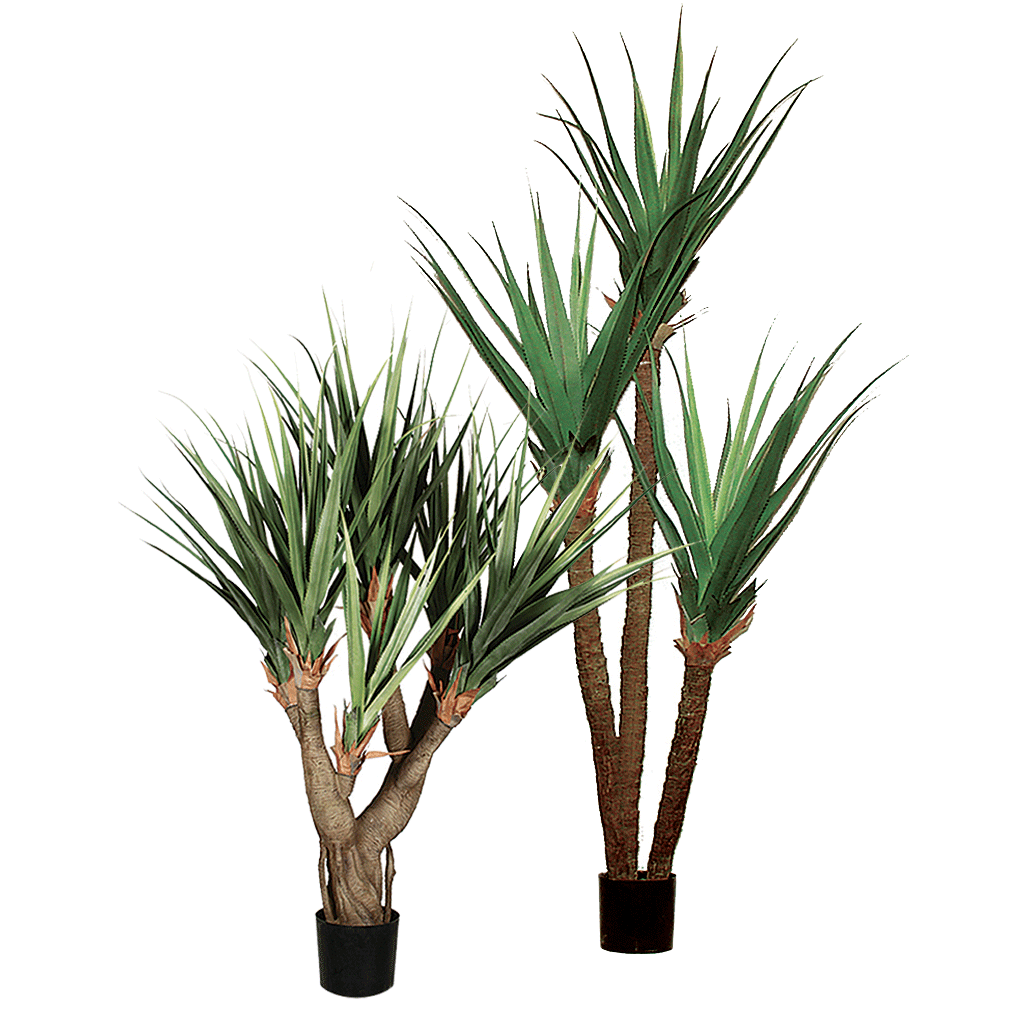 AT1524 - PANDANUS