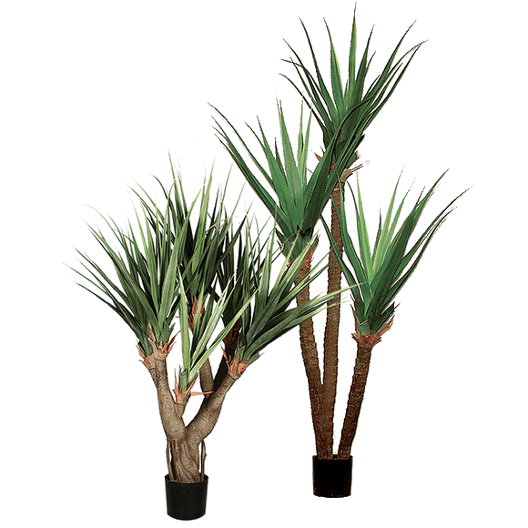 Other Dracaenas