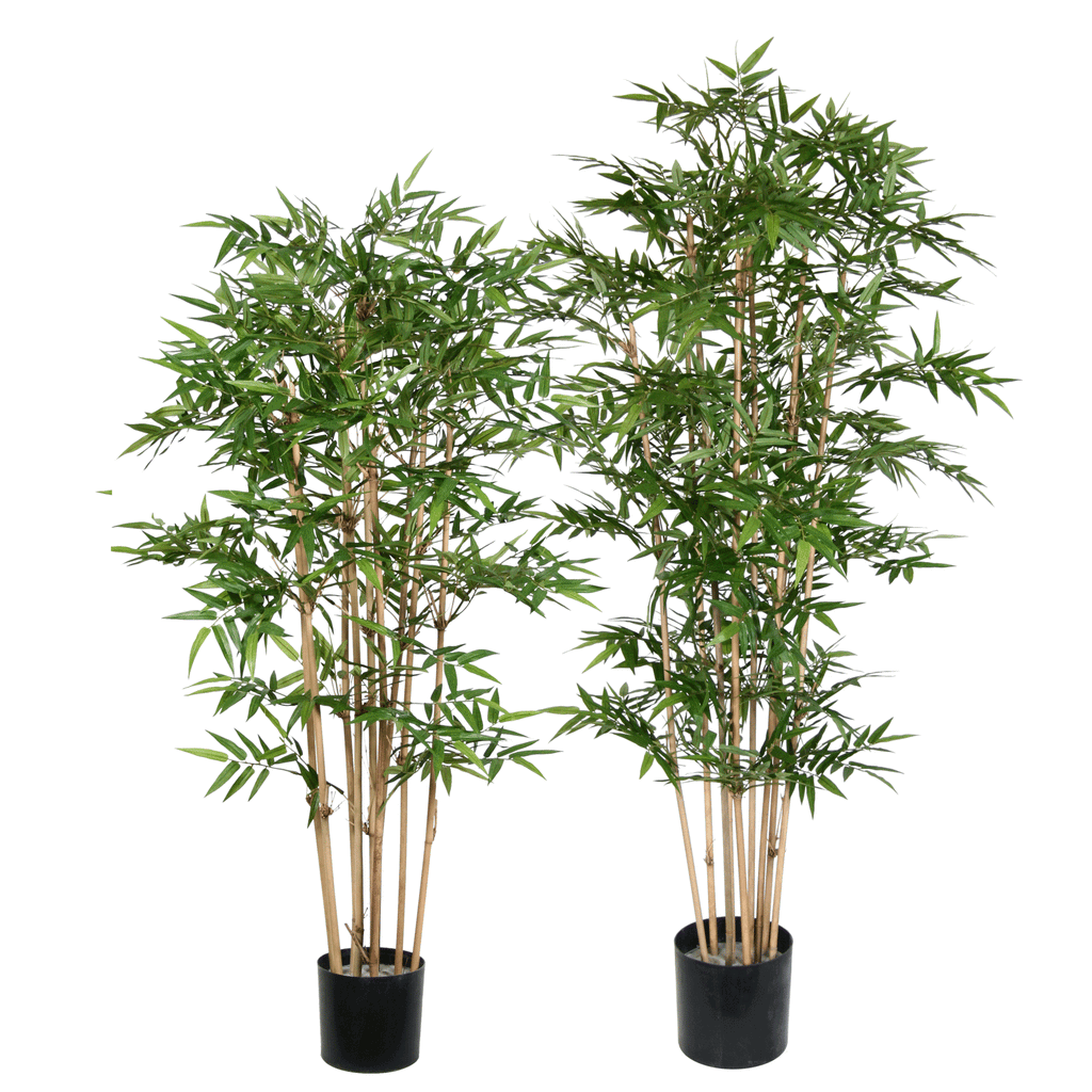 P1377-ORIENTAL BAMBOO TREE