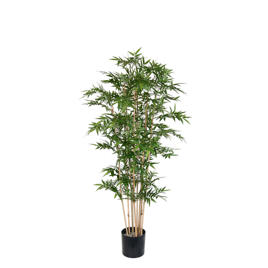 P1377-ORIENTAL BAMBOO TREE