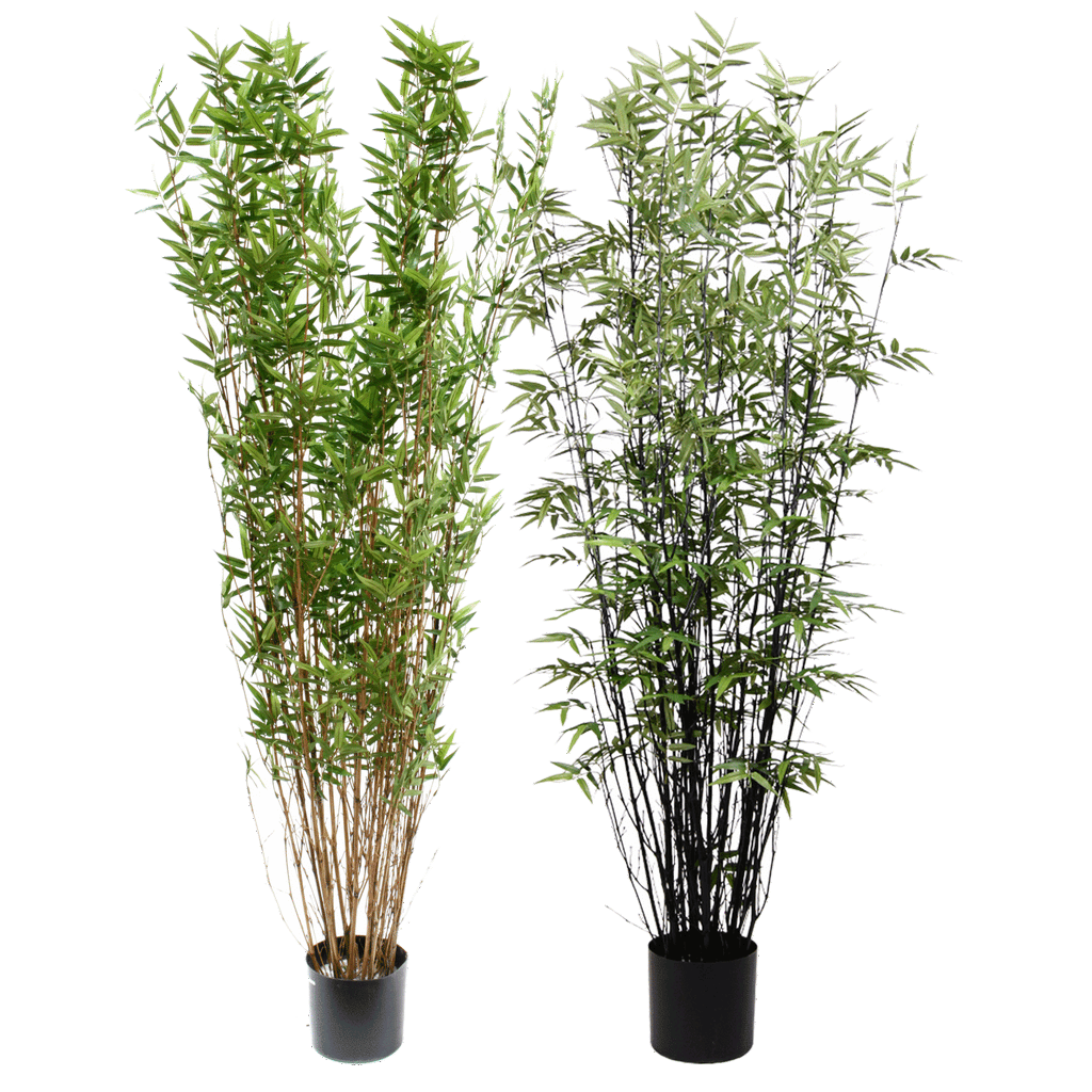 P1378 - BLACK ORIENTAL BAMBOO TREE