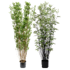 P1378 - BLACK ORIENTAL BAMBOO TREE