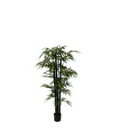 P1383-GIANT TRUNK BAMBOO TREE